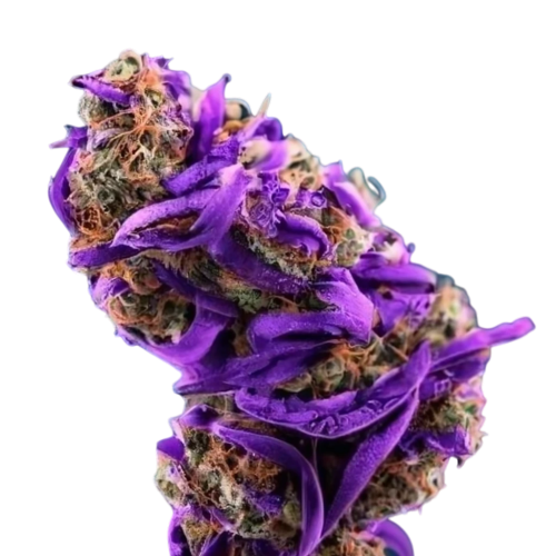Purple Rainbow
